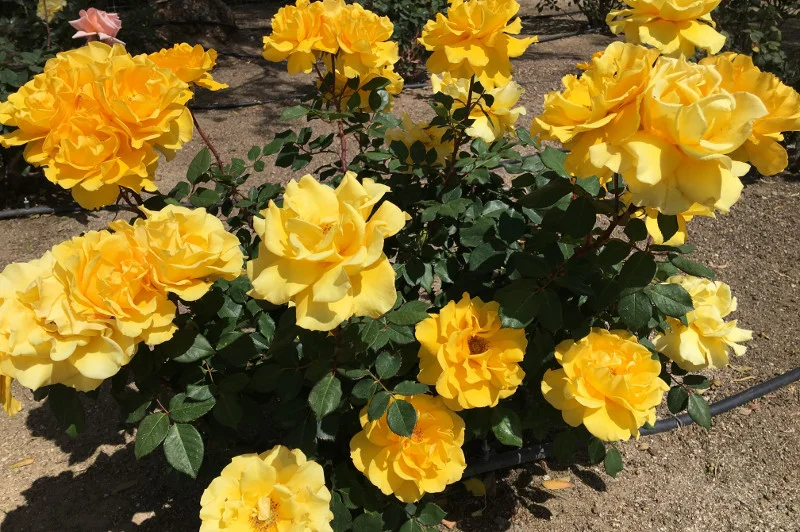 Murrieta Flower Planting